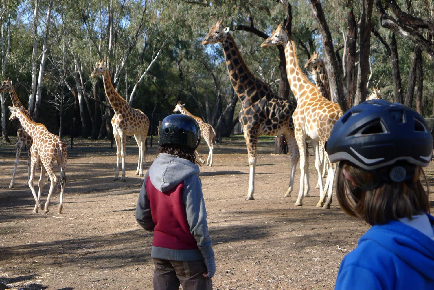 Children pause their bike ride to observe giraffes, honouring their curiosity and connection to the living world.