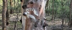 Ochre handprints on a eucalypt signify Kindlehill students honouring their deep connection with Country and its ancient history.