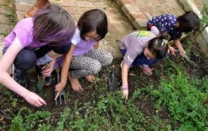 Students nurture the soil together, cultivating an earth-centred connection to land through purposeful weeding and seasonal garden work.