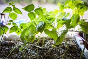 Vibrant green seedlings emerge from mulch, connecting student learning to soil ecology, sustainability, and the rhythm of nature.