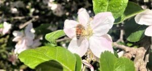 A honeybee pollinates apple blossoms, symbolising how Kindlehill children bloom through natures rhythms and the gardens nurturing care.