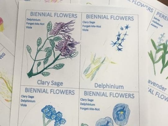 Student illustrations of biennial flowers on handmade cards showcasing scientific discovery through artistic observation and place-based learning.