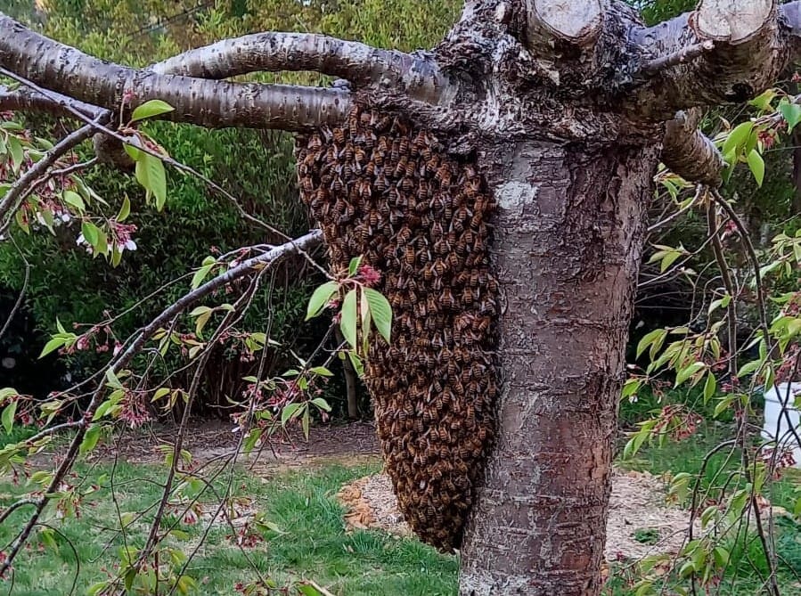 heidi bees