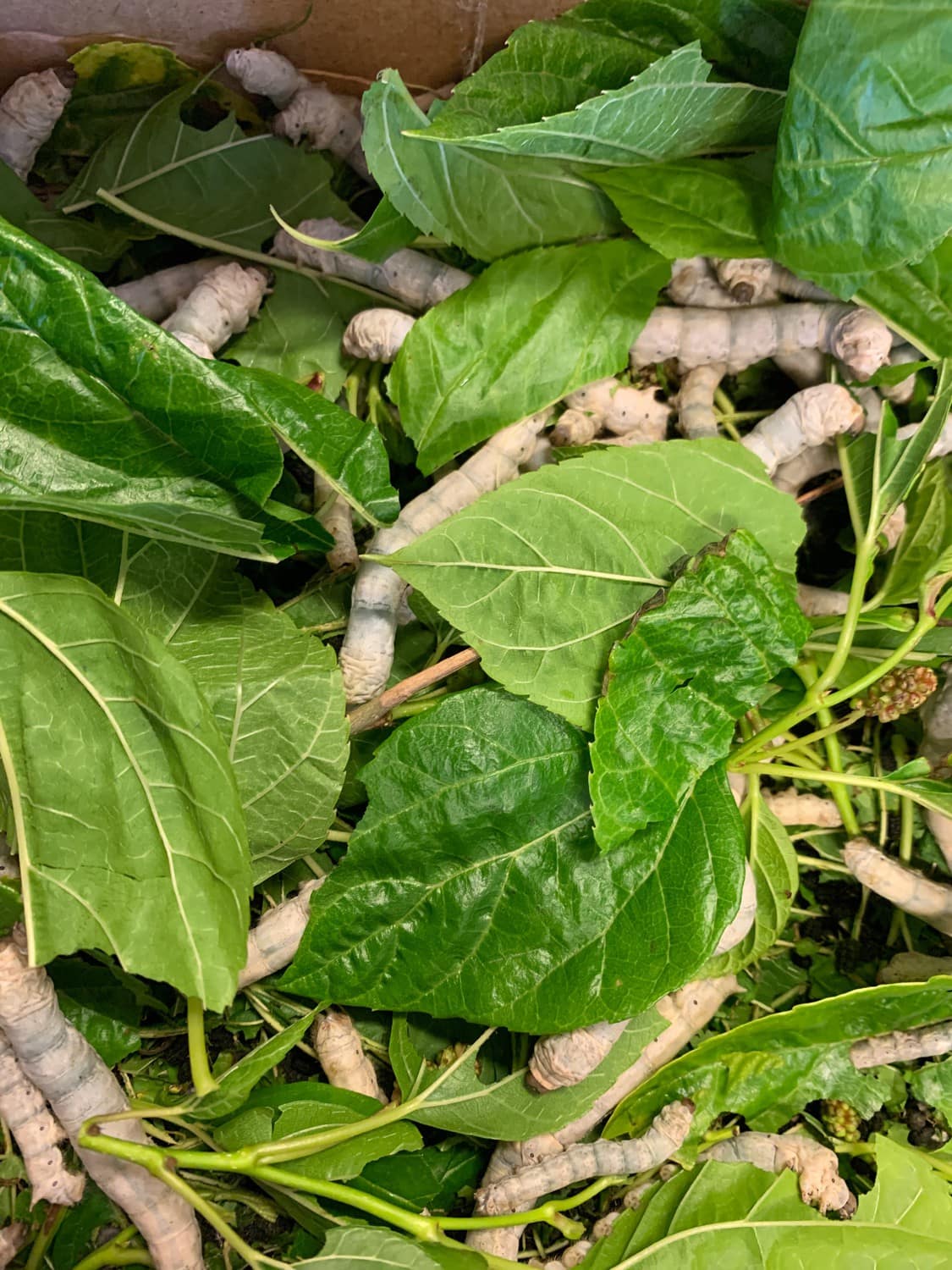 Silk Worms