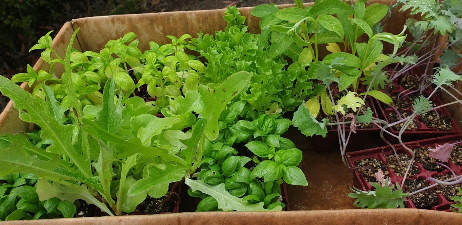 Lush seedlings ready for the Kindness Stall, showcasing the students connection to nature and their seasonal community gift.