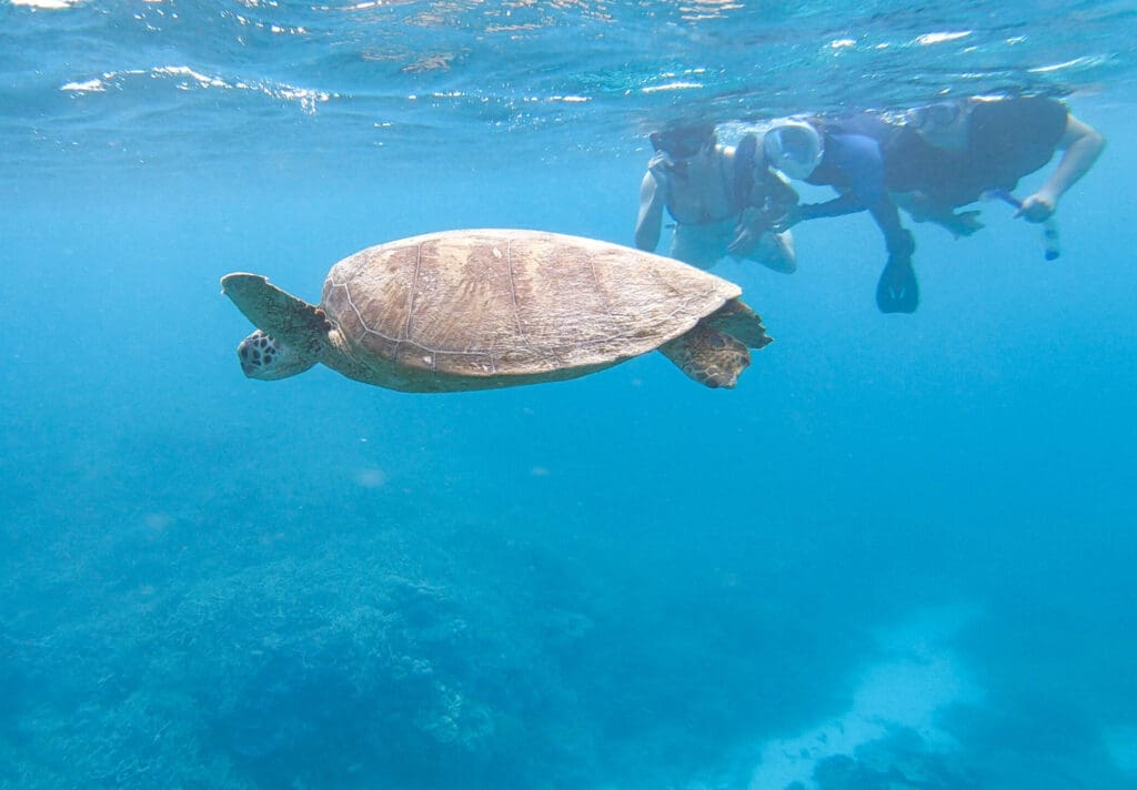 Students snorkel alongside a sea turtle, fostering a deep connection to nature and the living world.